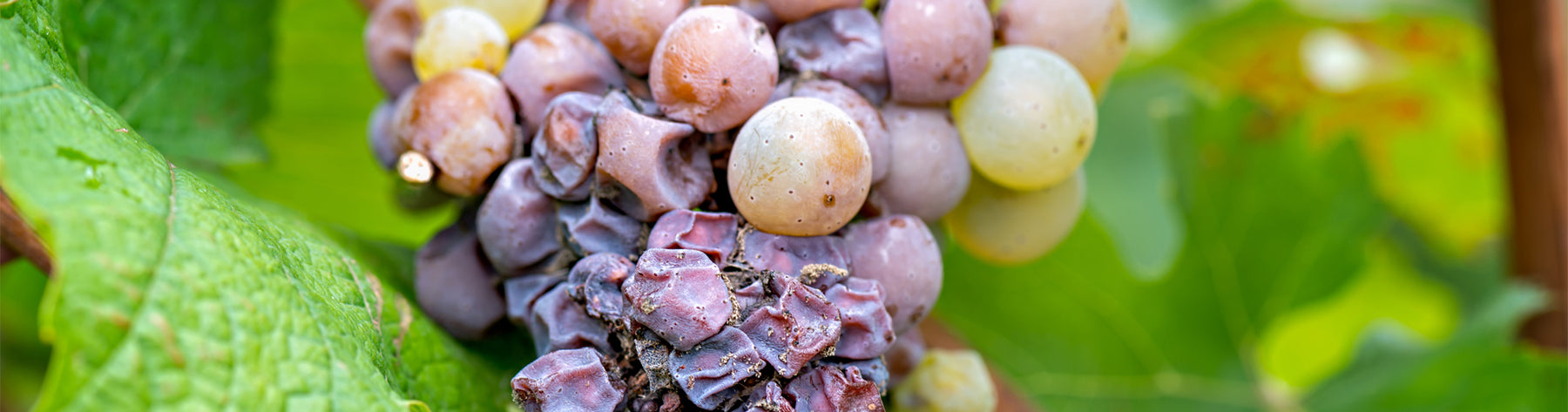 The Fascinating Journey of Botrytis Wines