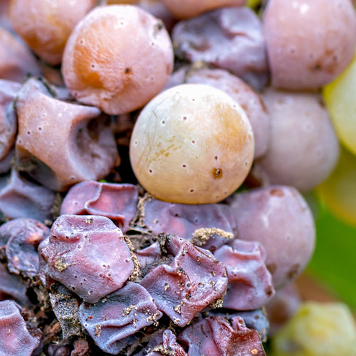 The Fascinating Journey of Botrytis Wines