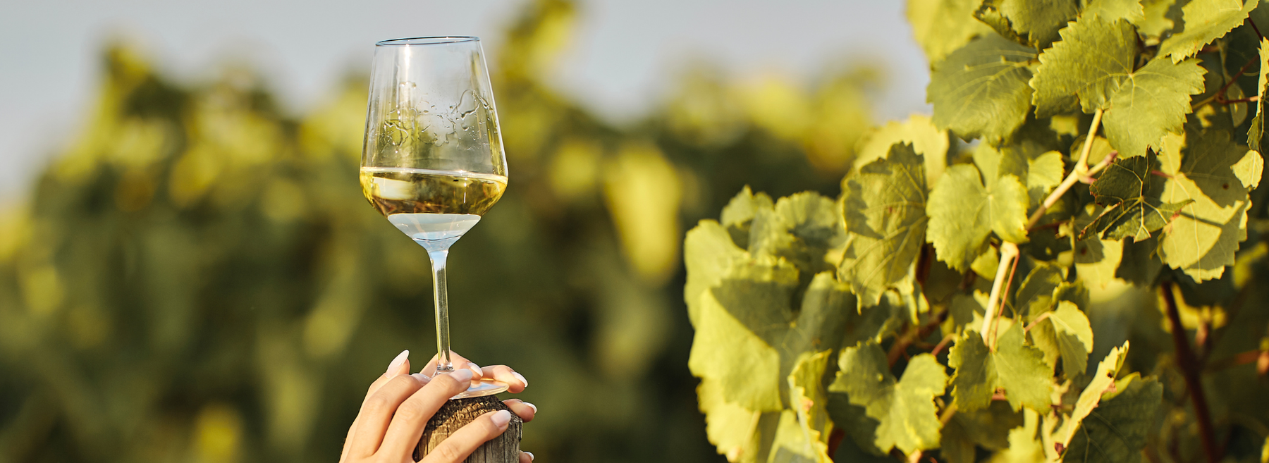 Sustainability in Sparkling Wine: Organic, Biodynamic & Eco‑Friendly Producers