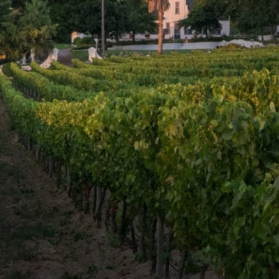 Snapshot Of Klein Constantia Wine Harvest 2022