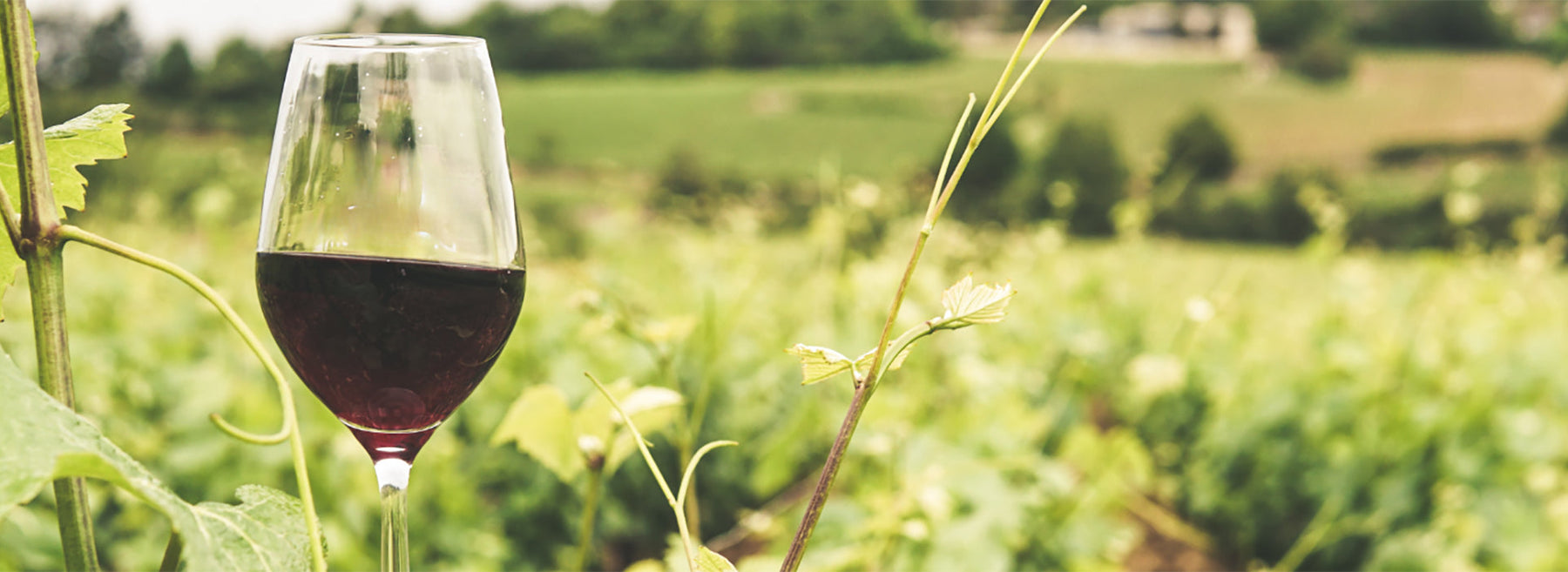 What Is Natural Wine?