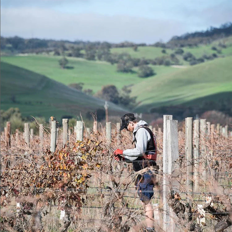 Barossa Valley Wine, Australian Wines