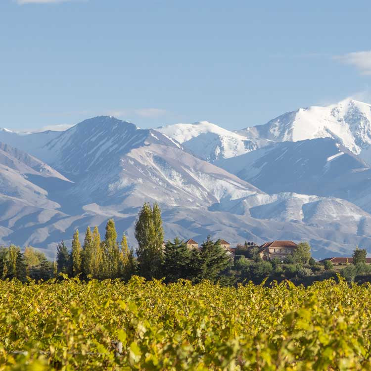 Mendoza Wine Region In Argentina