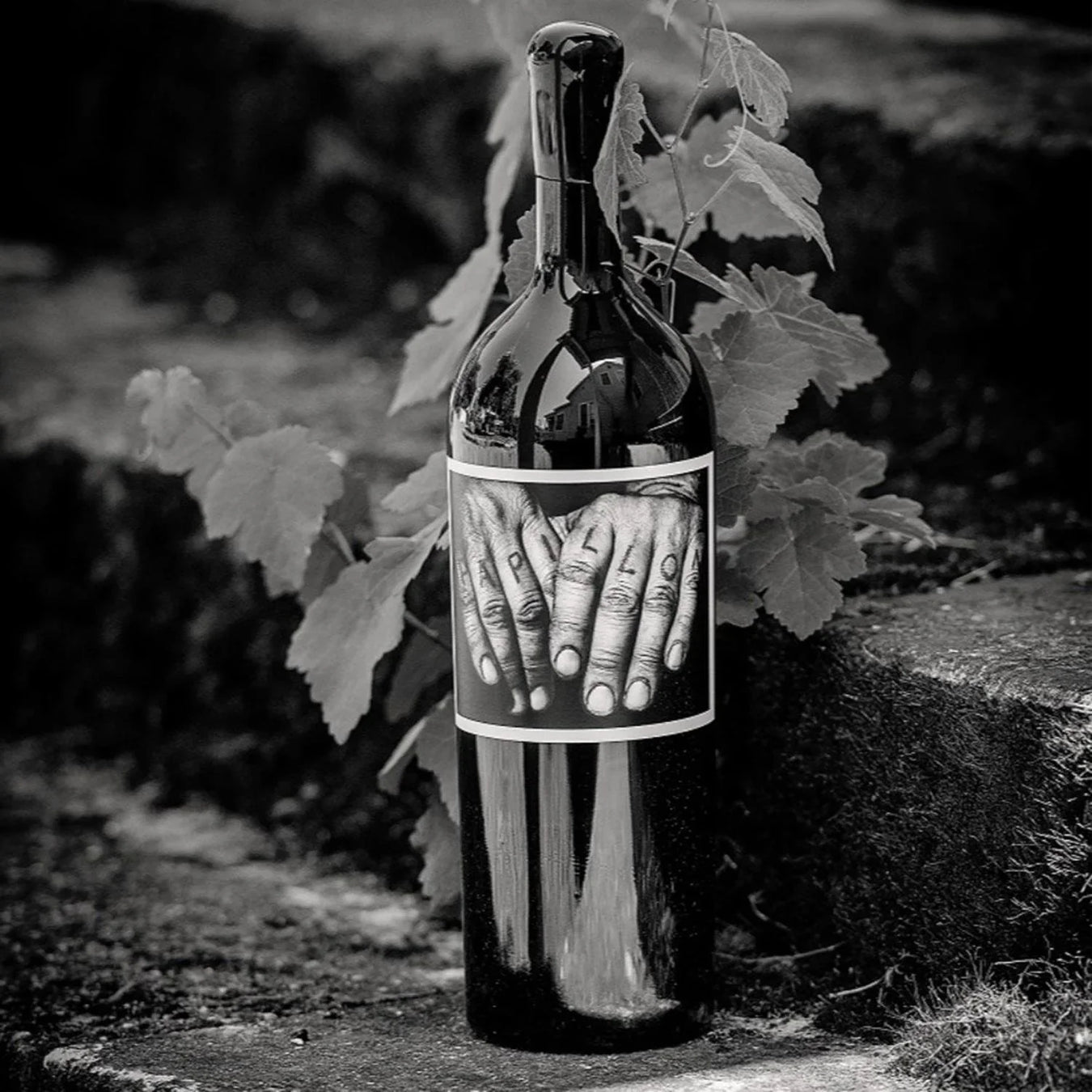 Napa Valley Wines