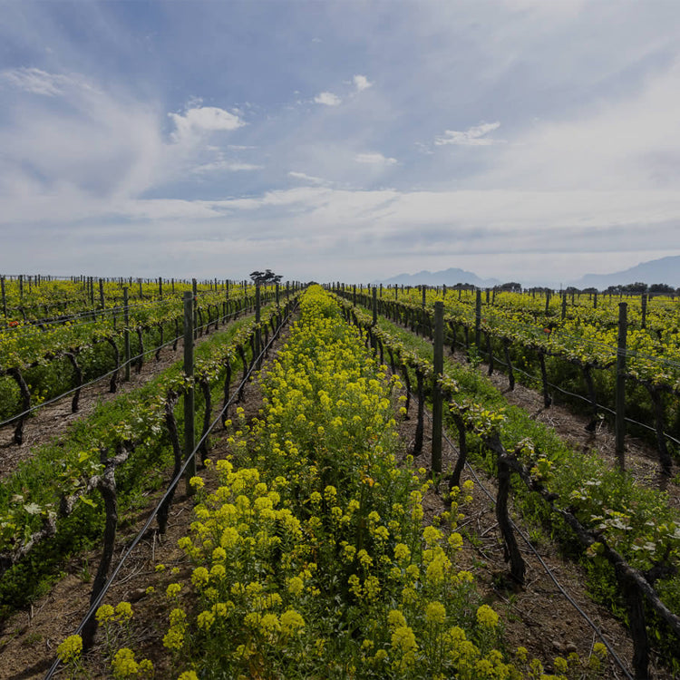 South African Stellenbosch Wine Region