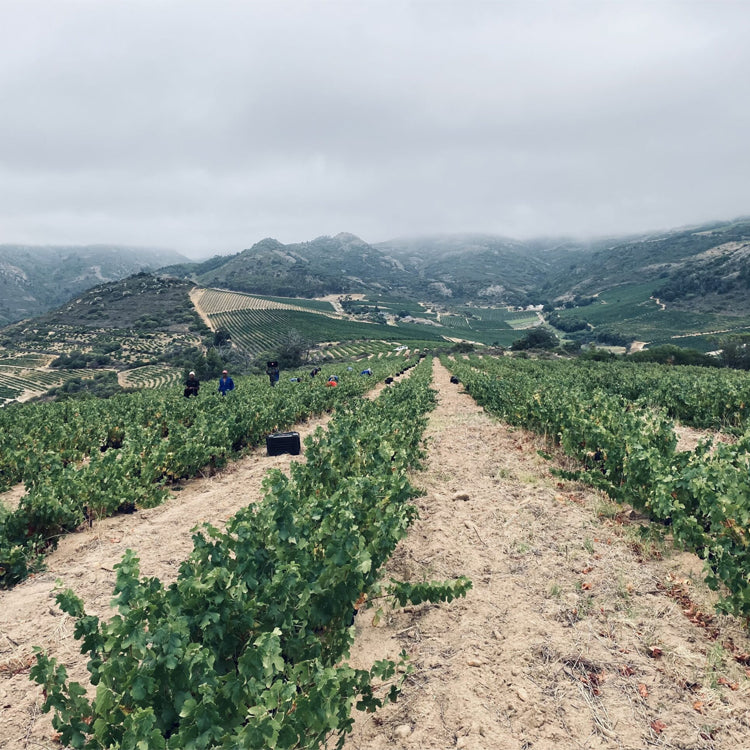 Wine From Swartland Region Of South Africa