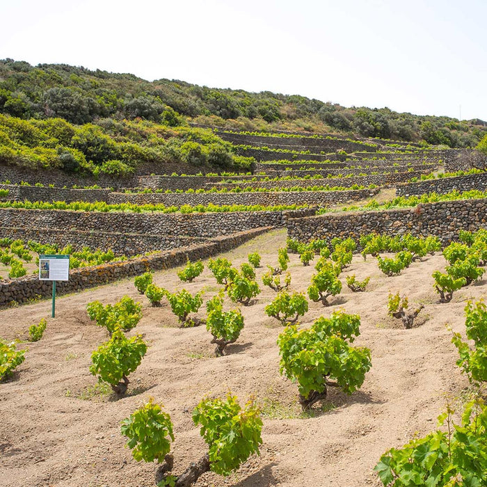 Donnafugata Ben Rye Passito Di Pantelleria 2022 37.5cl