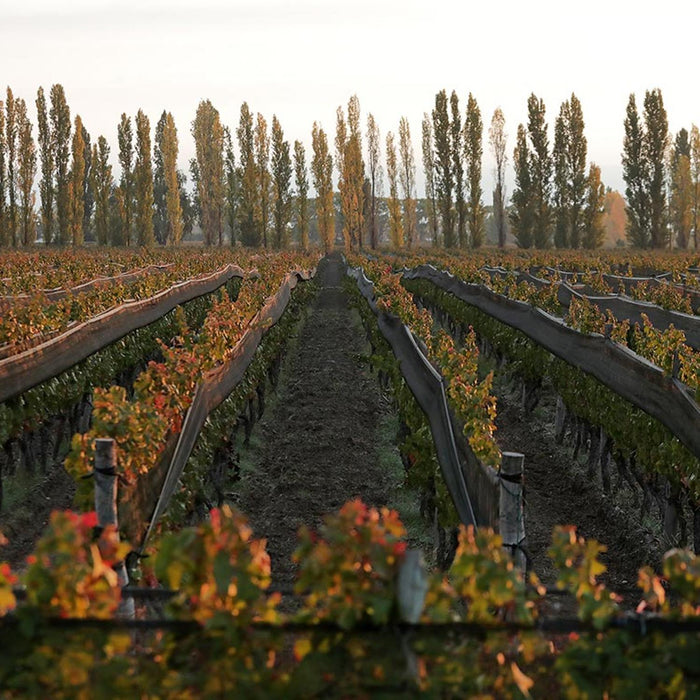 Chacabuco Malbec Case Of 6 x 75cl