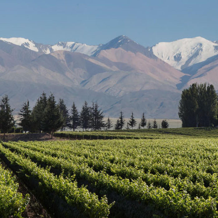 Familia Falasco Vineyard
