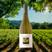 White Wine in New Zealand Vineyard