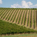 Umani Ronchi vineyards