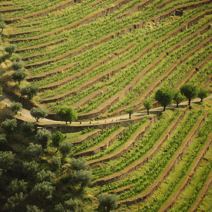 Ramos Pinto LBV Port 2019 75cl