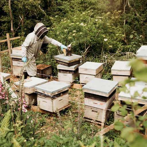 Bee Hives At Afon Mel