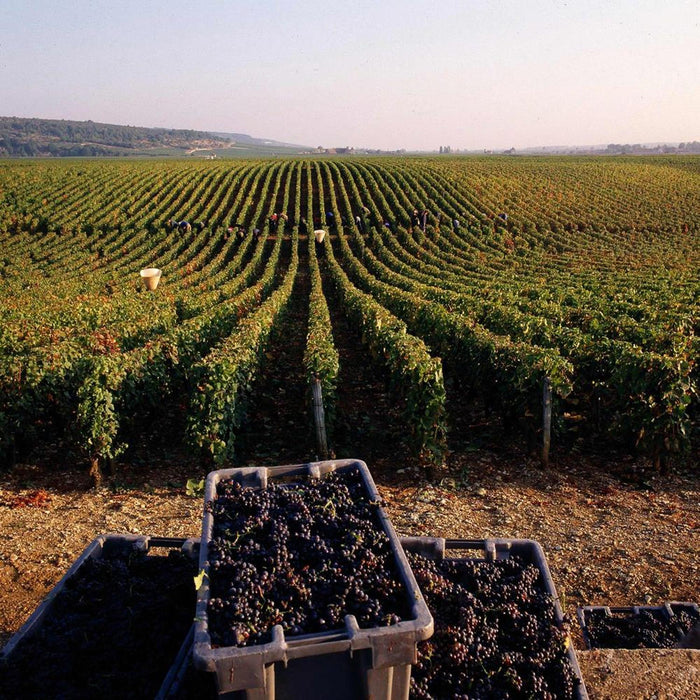 Fonseca Vintage Port 2003 75cl