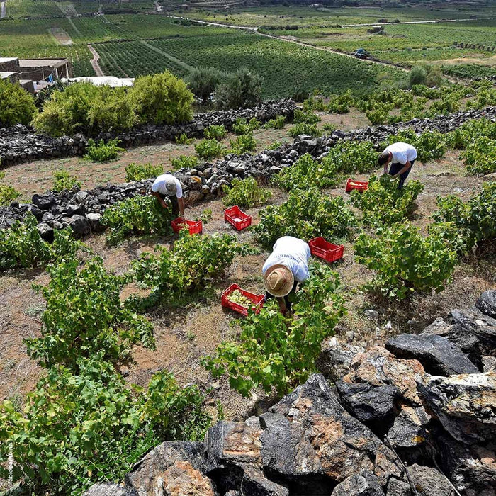 Donnafugata Ben Rye Passito Di Pantelleria 2022 37.5cl