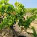 Vines In Vineyards