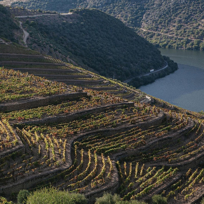 Vineyards Porto
