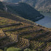 Vineyards Porto