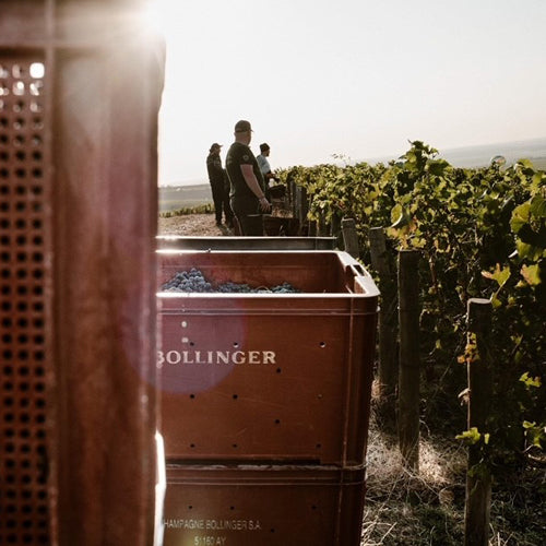 Bollinger Vintage Champagne Made From Grand & Premier Cru Grapes
