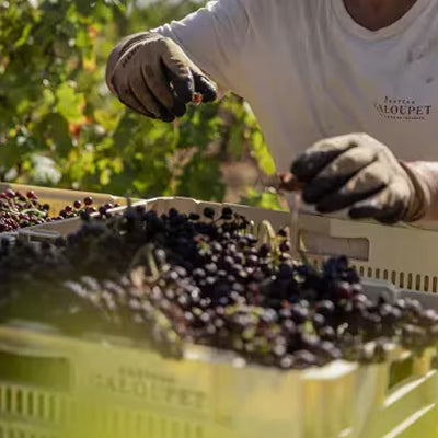 Chateau Galoupet Winery