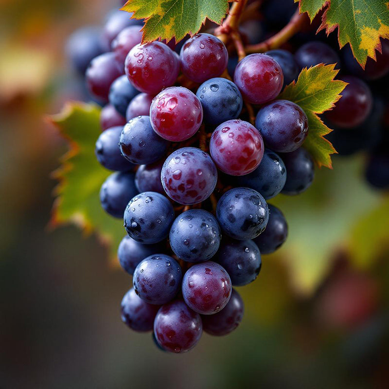 Shiraz/Syrah Grape Variety