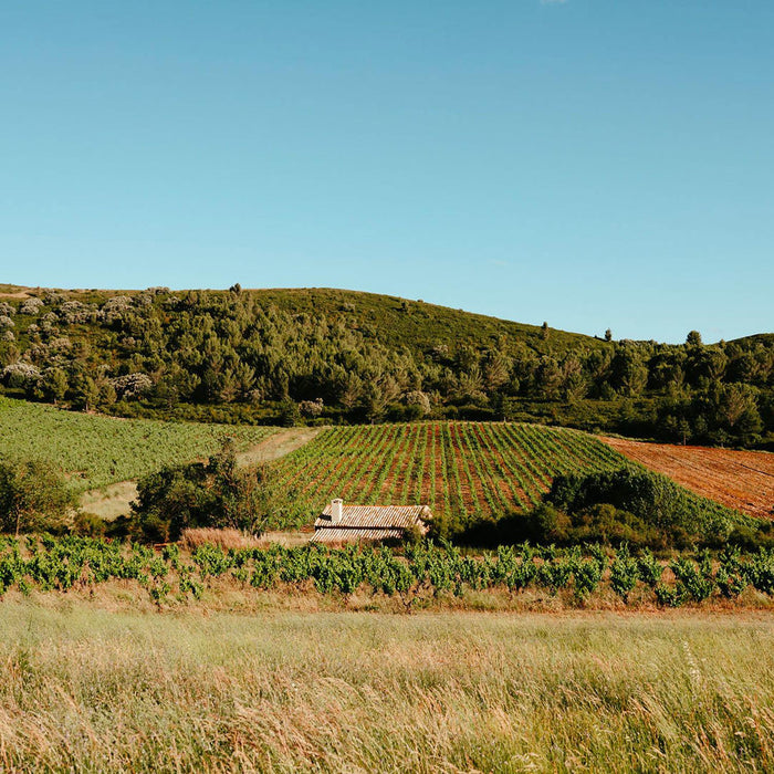 Domaine De La Dourbie Vineyards