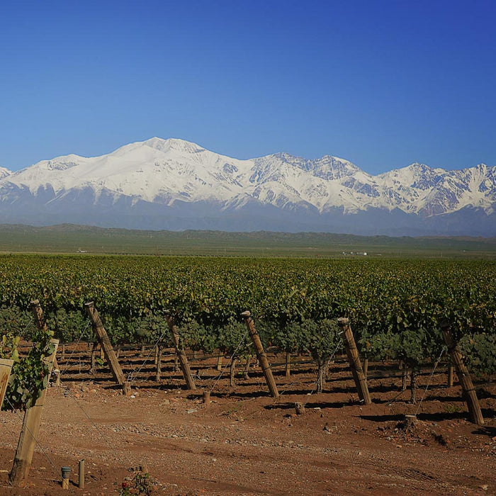 Pulenta Estate Vines