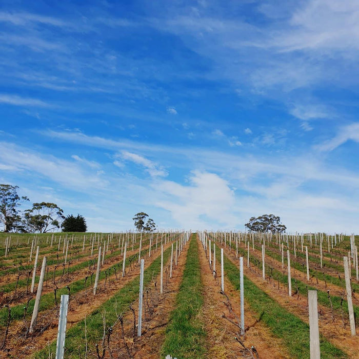 Vinteloper Touriga Nacional 2019 75cl