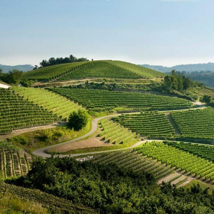 Pio Cesare Vineyards