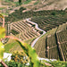 Quinta Do Noval Vineyards