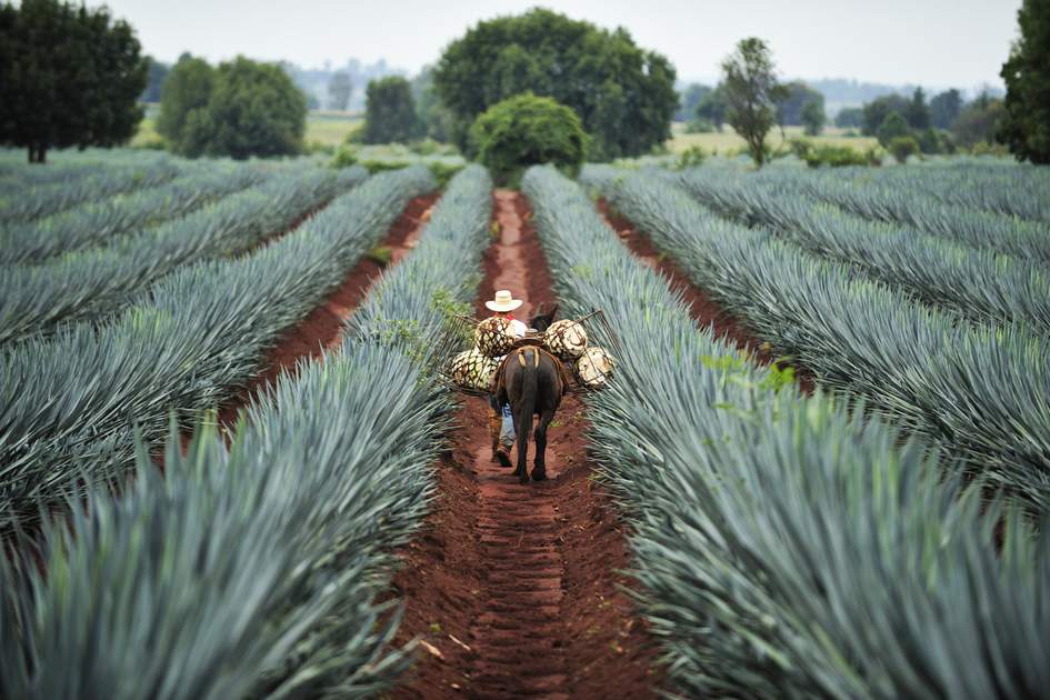Man collecting Agave from An Agave Field Secret Bottle Shop Clase Azul