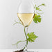 Glass of Louis Roederer Collection 242 Champagne Magnum 150cl With Vines Wrapped around