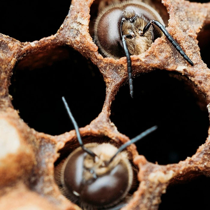 Afon Mel Honey Bees