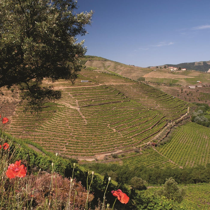 Warres Quinta Do Retiro Antigo Vineyards