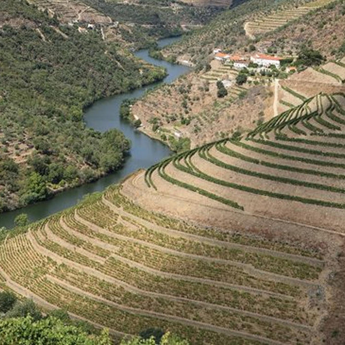Fonseca Vineyards In Portugal
