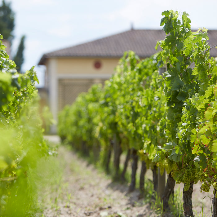 Bordeaux Vines