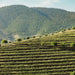 Ramos Pinto Vineyards In Portugal