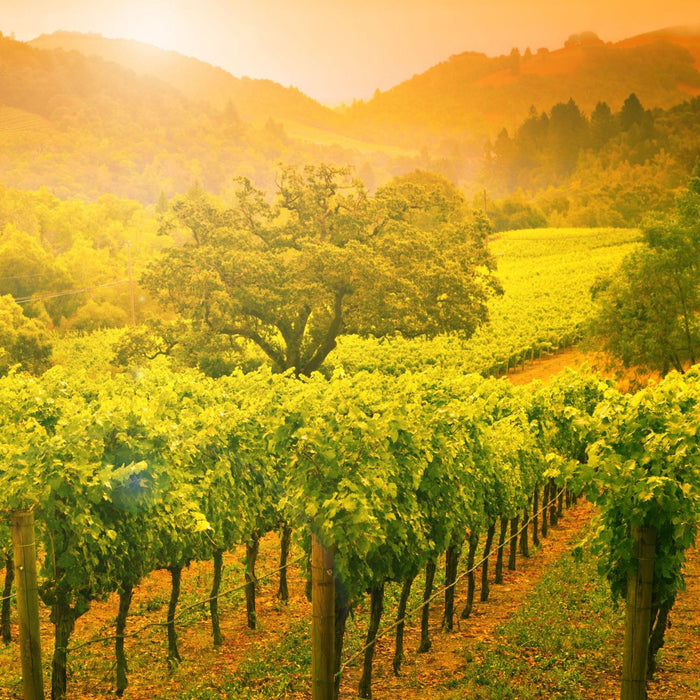 Morlet Vineyards In The USA