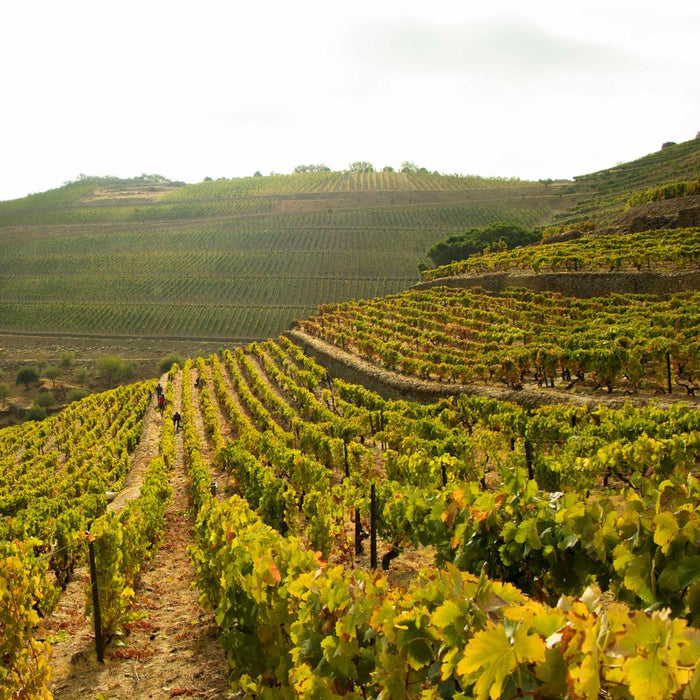 Taylors Vineyards In Portugal