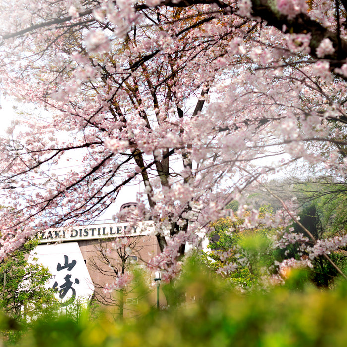 Suntory Yamazaki 18 Year Old Single Malt Japanese Whisky Distillery With Cherry Blossom Trees