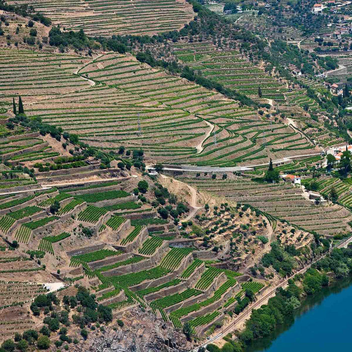 Quinta De La Rosa Vineyards